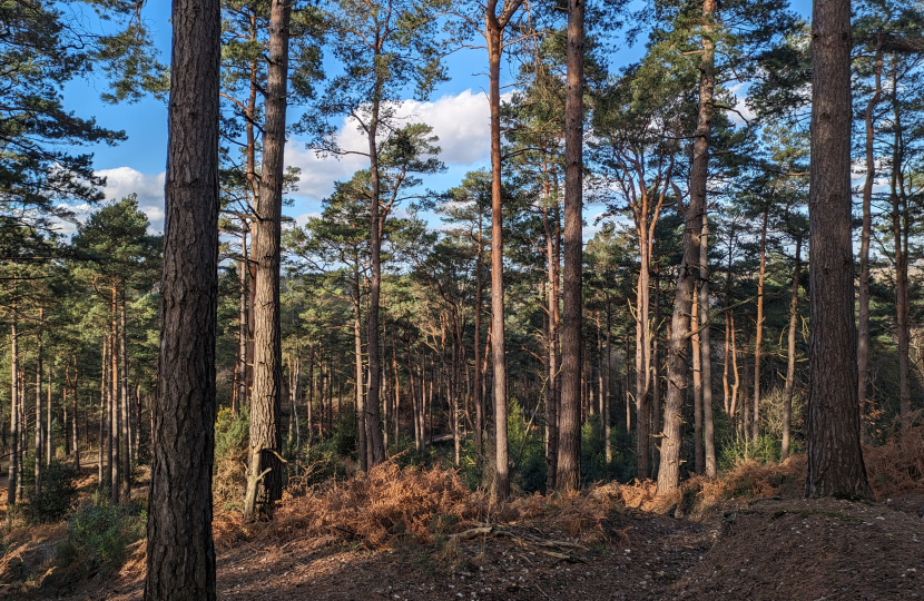 Lightwater Country Park