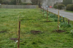 Pictured, the 10 new trees planted by West End Parish Councillors 