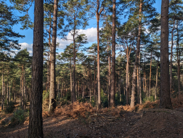 Lightwater Country Park