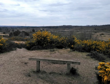 Chobham Common