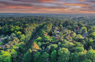 Pictured, the woodland between Devonshire Drive and Larchwood Glade