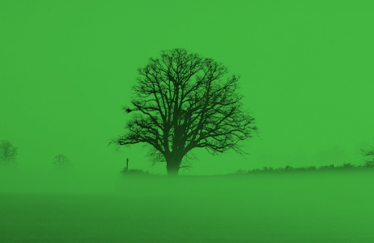 green tree